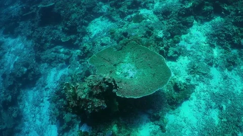 Diving down to a table coral Stock Footage 106671427