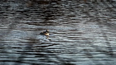 Diving duck catching and eating crayfish. Stock Footage 333417912