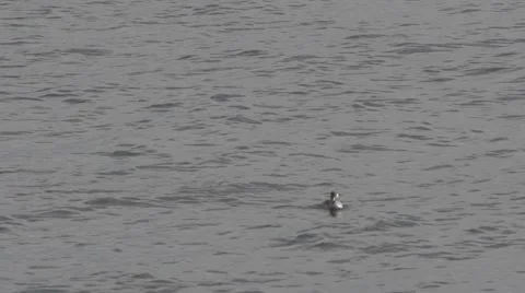 Diving duck diving underwater slow-motion Stock Footage 48917446