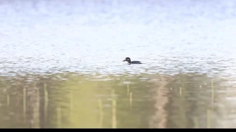 Diving duck in dreamy light Video stock 345166973