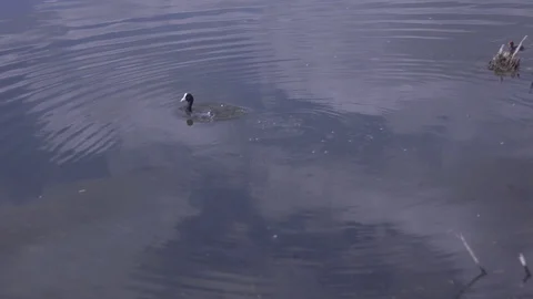 Diving duck with duckling Stockbeeldmateriaal 101376569