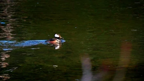 Diving duck emerging from water and swimming. Stock Footage 333418818
