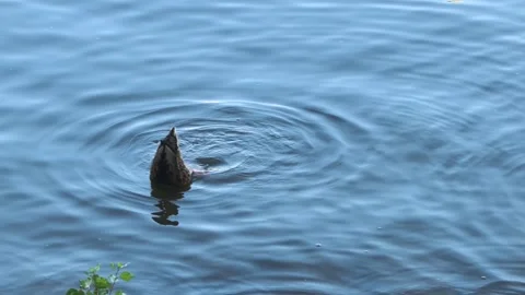 Diving duck explores the river in a beautiful dance of ripples Stock Footage 342761063
