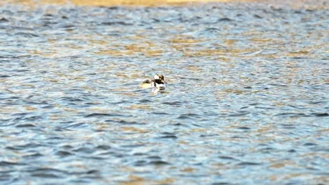 Diving duck floating calmly on river Stock Footage 333417206