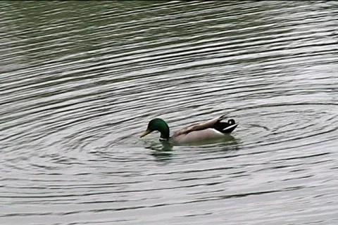Diving duck. Video stock 401603