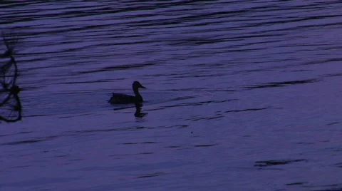 Diving Duck HD Stock Footage 497429