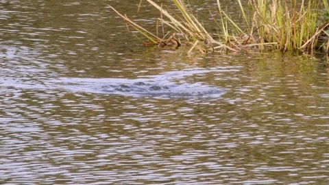 Diving duck in a park pond Stock Footage 253772239