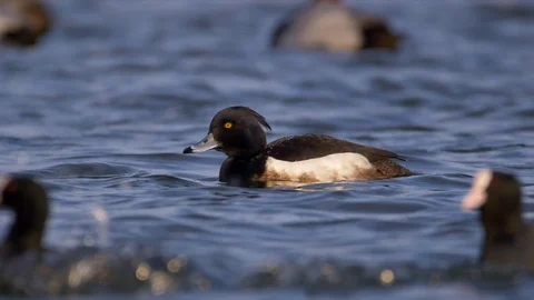 Diving duck plunging Stock Footage 87027365
