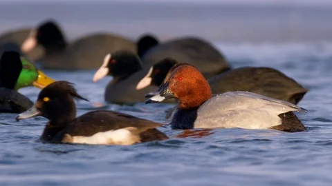 Diving duck plunging Stock Footage 87028047