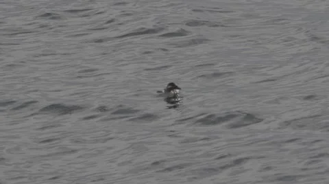 Diving Duck surfacing - slow-motion Stock Footage 48917546