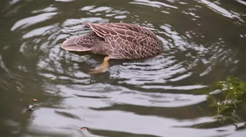 Diving Ducks 1 Stock Footage 8840898