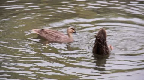 Diving Ducks 2 Stock Footage 8853608