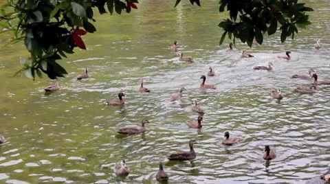 Diving Ducks 3 Video stock 8920505