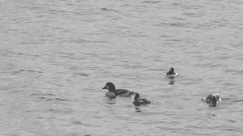 Diving ducks diving - slowmotion Stock Footage 48917484