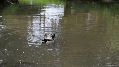 Diving Ducks in English Lake Stock Footage 86623065