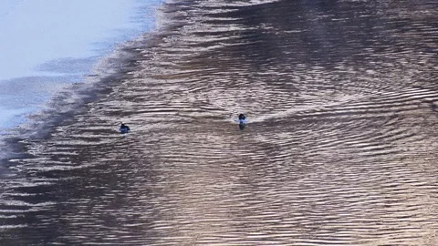 Diving ducks floating down a cold river Stock Footage 108640634