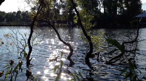 Diving ducks on the lake at sunset Stock Footage 41584926