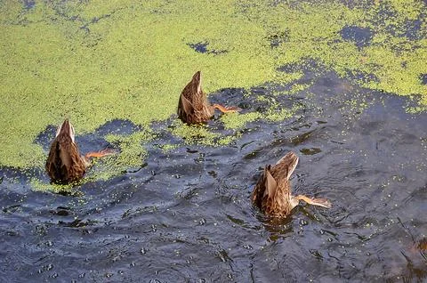 Diving Ducks in a Pond Stock Photos