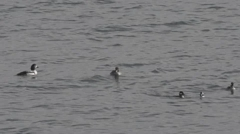 Diving ducks surfacing slow motion Stock Footage 48917611