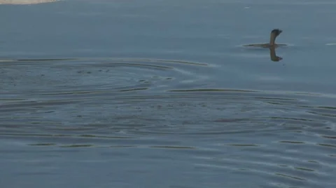 Diving ducky Stock Footage 7747634