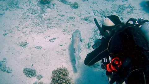 Diving Egypt red sea divers Stock Footage 111340463