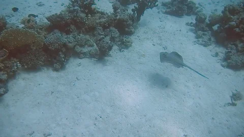 Diving Egypt red sea divers Stock Footage 111342036