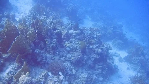 Diving Egypt red sea fish and corals Vídeos de archivo 111339868