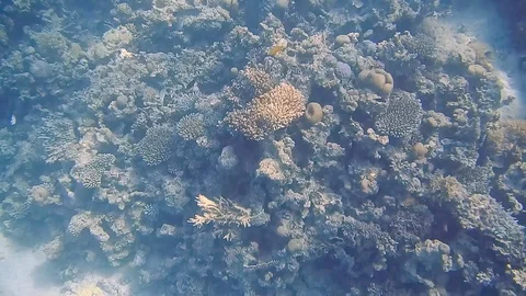Diving Egypt red sea fish and corals 스톡 동영상 111339909