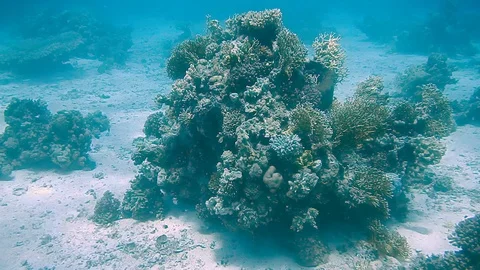 Diving Egypt red sea fish and corals 스톡 동영상 111340141