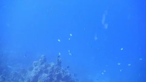 Diving Egypt red sea fish and corals Stock Footage 111340157