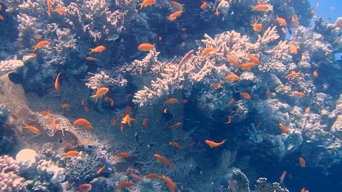 Diving Egypt red sea fish and corals 動画素材 111340204