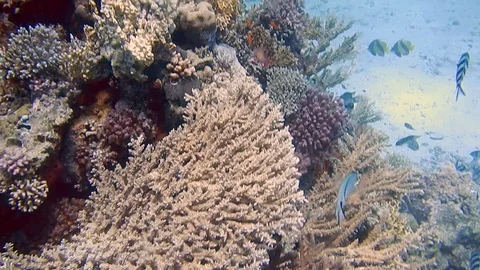 Diving Egypt red sea fish and corals Stock Footage 111340289
