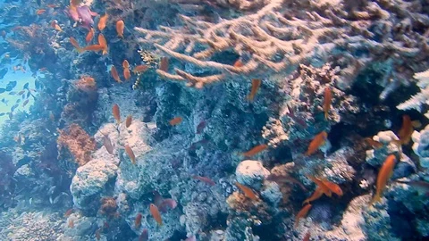Diving Egypt red sea fish and corals Stock Footage 111340315