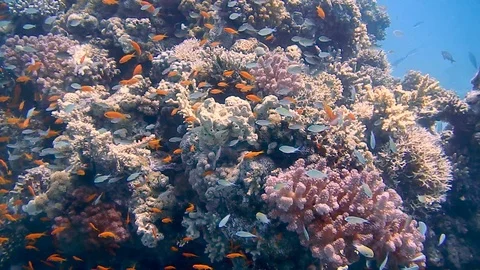 Diving Egypt red sea fish and corals Видео 111340393