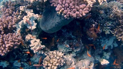 Diving Egypt red sea fish and corals Vídeos de archivo 111340589
