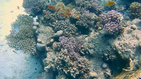 Diving Egypt red sea fish and corals Stock Footage 111340618