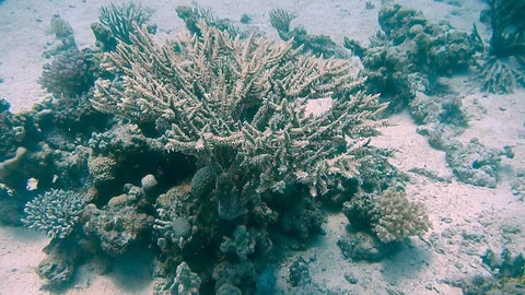 Diving Egypt red sea fish and corals Vídeo Stock 111340640