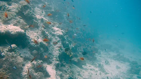 Diving Egypt red sea fish and corals Stock Footage 111340693