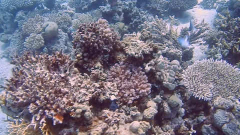 Diving Egypt red sea fish and corals Stock-Footage 111340735