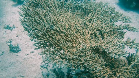 Diving Egypt red sea fish and corals 库存影片 111340759