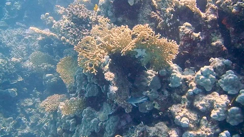 Diving Egypt red sea fish and corals 動画素材 111341071