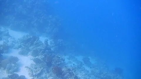 Diving Egypt red sea fish and corals 스톡 동영상 111341226