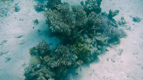 Diving Egypt red sea fish and corals 库存影片 111341241