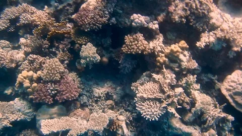 Diving Egypt red sea fish and corals Vídeos de archivo 111341296