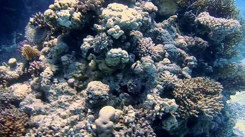 Diving Egypt red sea fish and corals 動画素材 111341308