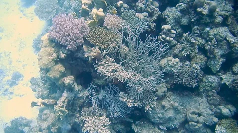 Diving Egypt red sea fish and corals Video stock 111341320