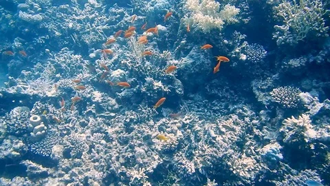 Diving Egypt red sea fish and corals Stockbeeldmateriaal 111341401