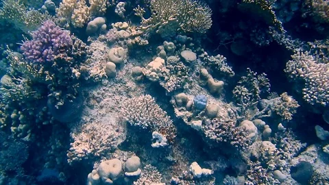 Diving Egypt red sea fish and corals Stock Footage 111341527