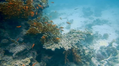 Diving Egypt red sea fish and corals Vídeos de archivo 111341605