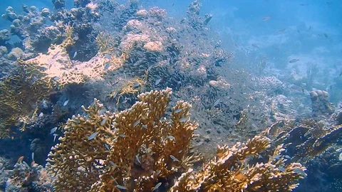 Diving Egypt red sea fish and corals 库存影片 111341624